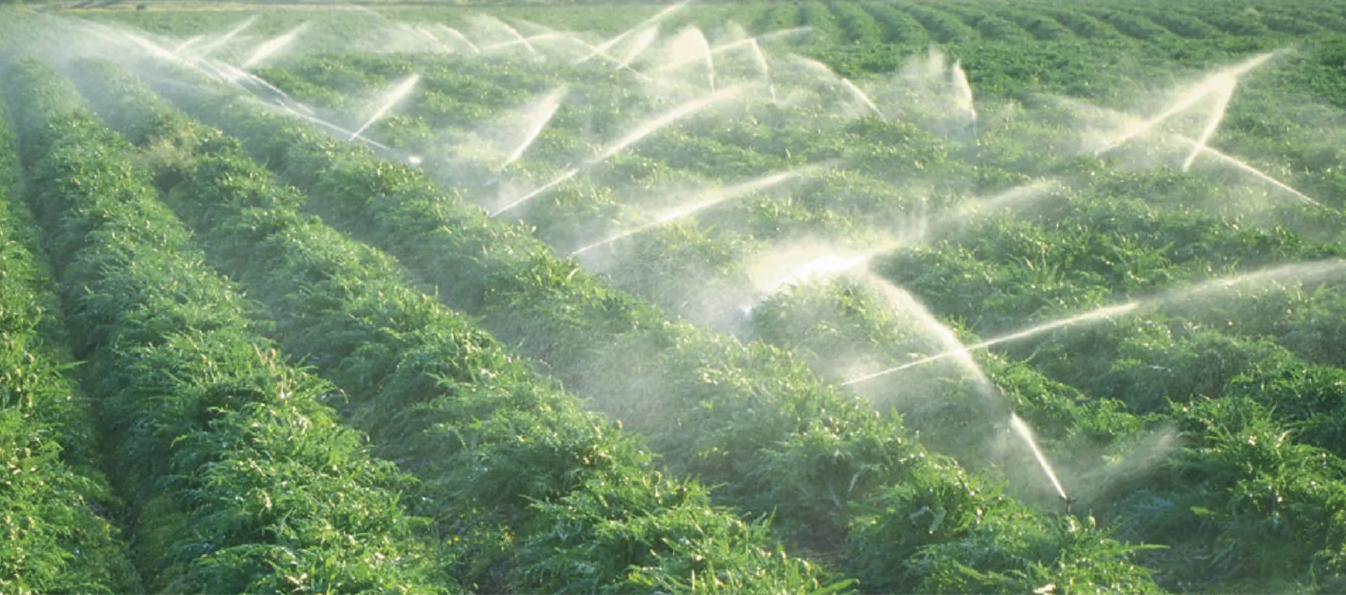 silicone adjuvant factory and suppliers